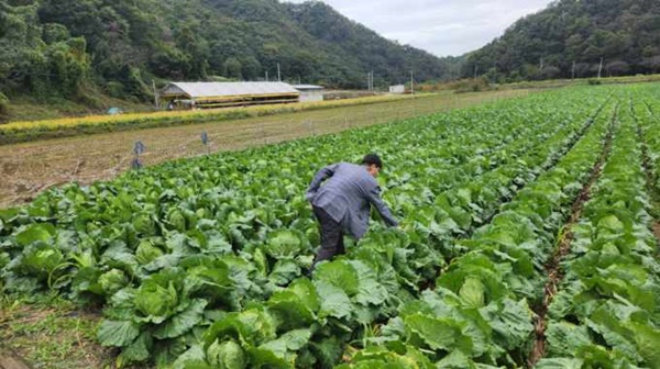 배추대란에도 “신뢰가 우선”… 괴산 절임배추 가격 동결