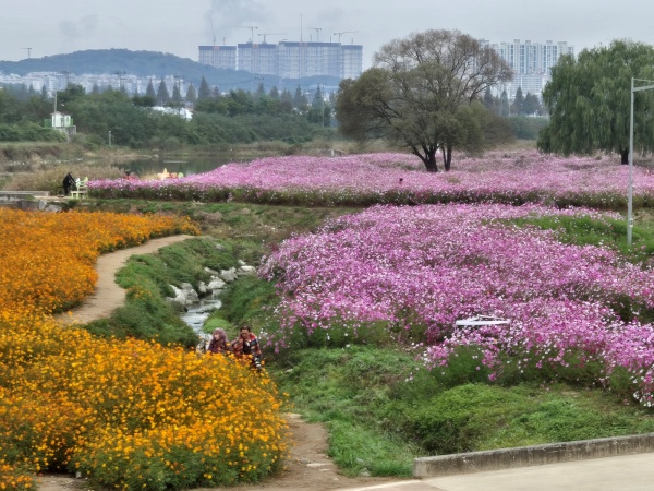 청주 무심천 코스모스 `花사한 유혹'